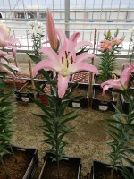 [4172 Okura VZ No01.JPG]